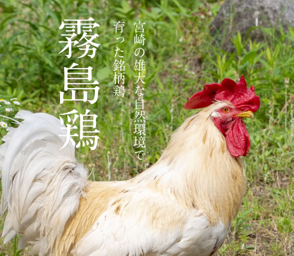 宮崎の雄大な自然環境で育った銘柄鶏 霧島鶏